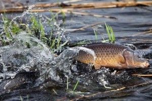 На водоймах Волині розпочався нерестовий період