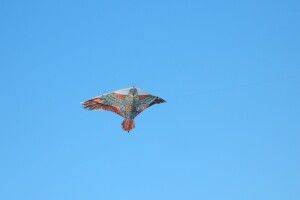 Юні волиняни запускали повітряного змія і на верхівці сосни побачили «відьмину мітлу» (Фото)