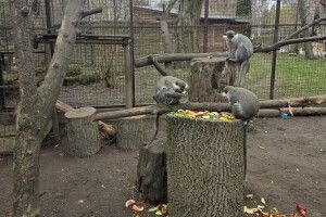 У Луцькому зоопарку нові ціни на вхідні квитки