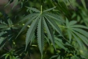 В Канаді з’явилася вакансія дегустатора коноплі. Яка зарплата?