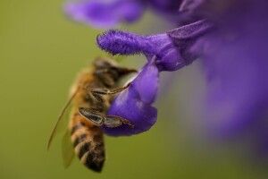 На Закарпатті двоє чоловіків померли через укуси комах