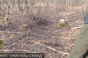 У нацпарку на Волині «чорні лісоруби» знищили понад 300 дерев 