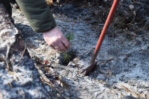 Волинські лісівники обіцяють скликати людей садити дерева, коли це буде безпечно
