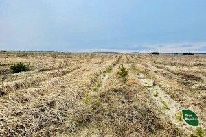 Волинські лісівники заліснили ділянку-пустку, яку передала в державу громада 
