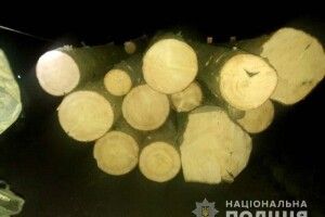 Ти ялинку посади, а тоді рубай... На Рівненщині піймали чоловіка, який зрізав новорічні деревця