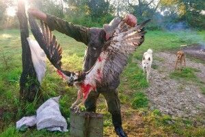 Українські браконьєри застрелили червонокнижну скопу, закільцьовану свого часу у Фінляндії (Фото)