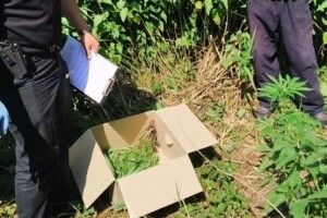 Селянина пов’язали копи, коли він дбайливо поливав на городі коноплі