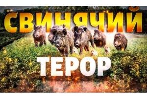 Село тероризує… сотня свиней