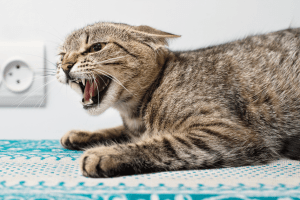 У селі на Волині виявили сказ у домашнього кота