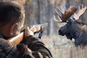 В Україні суд виключив лосів із Червоної книги і дозволив їх убивати