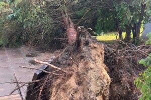 Негода: у Шацьку сьогодні вивертало дерева і валило стовпи (Фото)