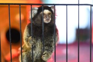 До Луцького зоопарку привезли нове милоття (Фото) 