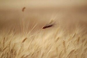 Україна суттєво збільшила обсяги експорту зернових