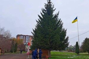 У Володимирі до Різдва вперше прикрасять живу ялинку 