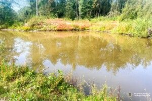 На Рівненщині трирічний хлопчик втопився у ставку