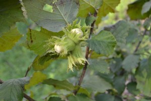 У Луцьку зберуться найкращі українські горіховоди