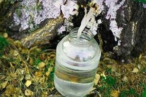 Правила збору березового соку на Волині