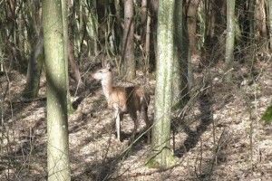 У Воротнівському лісництві - поповнення