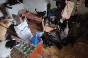Волинянка купила житло для бездомних котів і собак