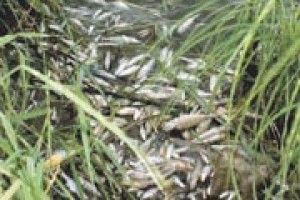 ЗНОВУ ОТРУЇЛИ РИБУ В ТУРІЇ