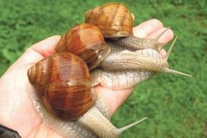 Наші равлики мандрують Європою