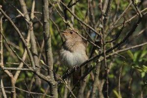 Соловейко на Волині: у «Цуманській пущі» розпочалися перші весняні концерти