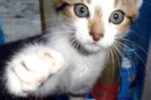 ФОТО НА КОНКУРС: знай наших із кігтями!