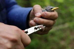 У нацпарку на Волині досліджували заселеність гніздівель та закільцювали пташенят