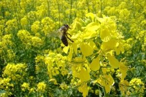 На Волині закликали пасічників на три доби закрити у вуликах бджоли