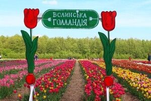 Незабаром стартує сезон тюльпанів у «Волинській Голландії» 
