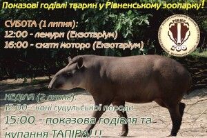 Цієї неділі у Рівному привселюдно купатимуть тапіра