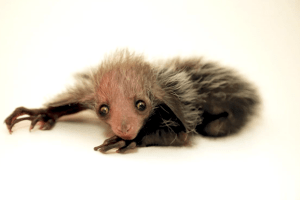 Народилася руконіжка з Мадагаскару... І це — не жарт!