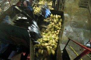 Гнідавський цукровий завод б’є рекорди