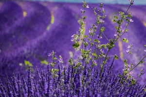 Чи виграють конкуренцію у «Волинської Голландії» лавандові поля