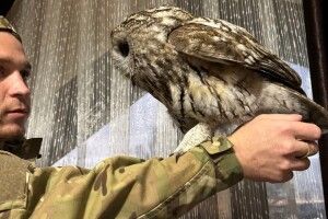 Як на Закарпатті прикордонники врятували поранену сову