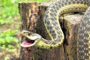 Плазуни активізувалися: на Рівненщині на дівчинку в лісі напала змія