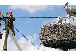 «Бусел» біля хати – до відключення світла