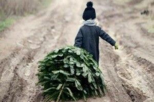 Куди після свят у Луцьку можна віддати ялинку чи сосну