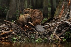 Люби природу – рахуй бобрів