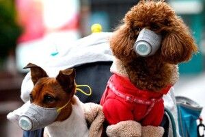 У вівторок відкривається Рівненський зоопарк – відвідувачів просять приходити «в намордниках», а також не лізти цілуватися до тигрів і ведмедів