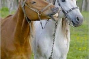 ЗВОРОТНИЙ ЗВ’ЯЗОК: наші читачі — великі фотомайстри