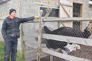 ВОЛИНСЬКИХ МОРОЗІВ «АФРИКАНЦІ» НЕ БОЯТЬСЯ