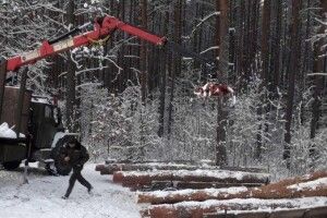 По ліс крадії приїхали трьома підводами: на Любешівщині їх спіймали на гарячому