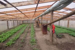Волиняни обігрівали теплицю з редискою та помідорами… підпільним газопроводом (фото)
