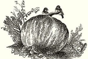 ПОГОДА: і дощі, й приморозок, і скупе тепло