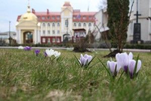 Біля кафедрального собору Святої Трійці у Луцьку розквітли крокуси (фото)