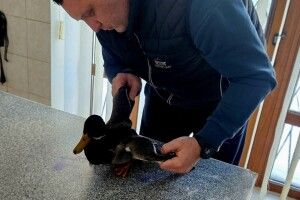 Як на Волині рятували крижня, який не зміг полетіти зі своює зграєю