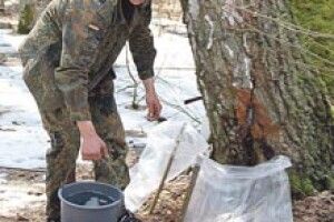 СІК ВОЛИНСЬКИХ БЕРІЗ П’ЮТЬ І В КАНАДІ