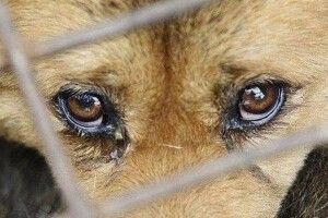 На Київщині судитимуть «волонтерку», яка перетворила дім на цвинтар для тварин