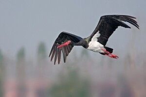 У волинських лісах відшукали гніздо чорного лелеки